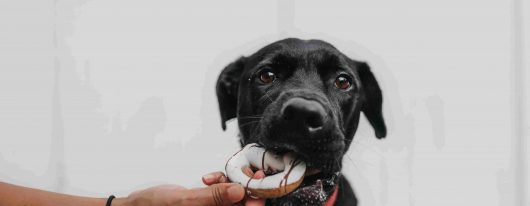 Can My Pets Eat Donuts?